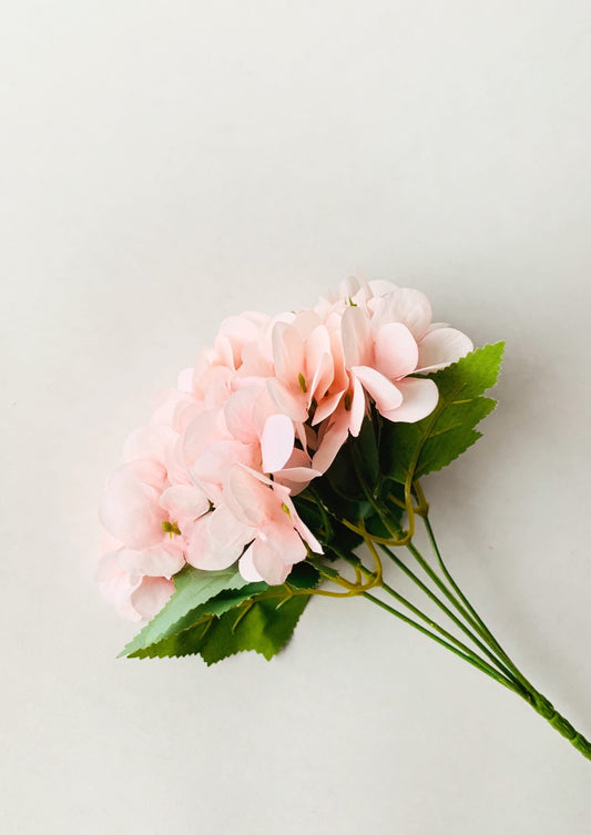 Rosa hortensia